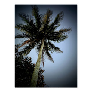 Palm trees poster