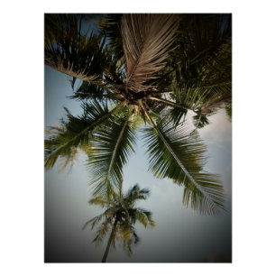 Palm trees  poster