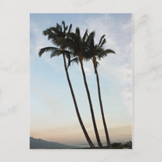 Palm Trees & Sunset Postcard