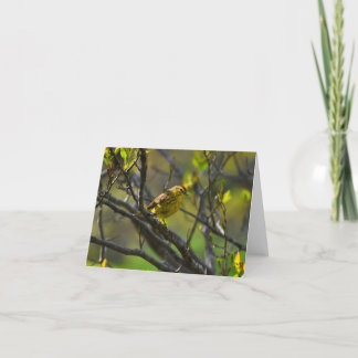Palm Warbler #1 - Blank Note Card