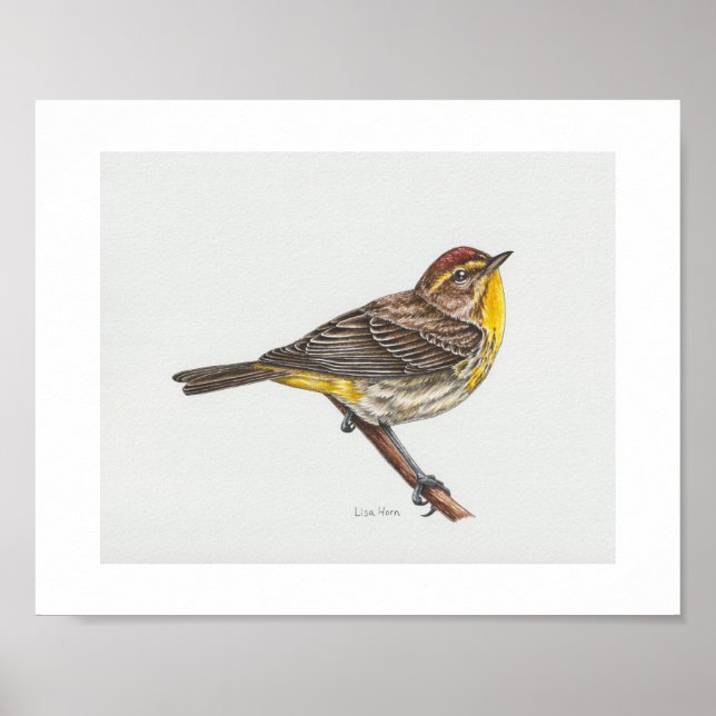 Palm Warbler Art Print (Front)
