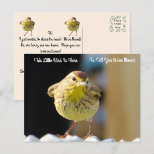 Palm Warbler - Backyard Bird New Address Post Card