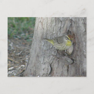 Palm Warbler Postcard