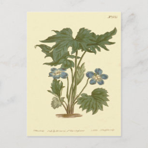 Palmated Violet Blue Illustration Postcard