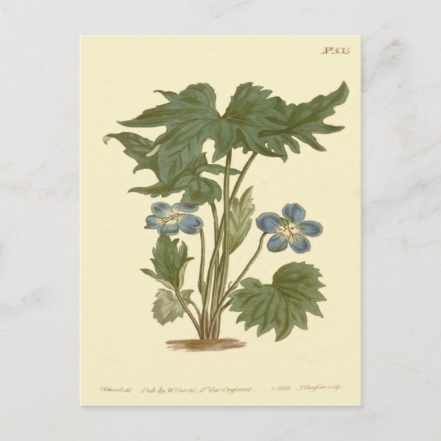 Palmated Violet Blue Illustration Postcard (Front)