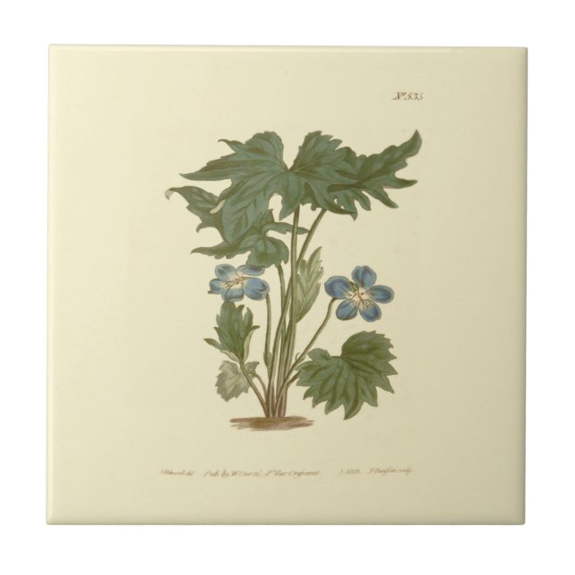 Palmated Violet Blue Illustration Tile (Front)