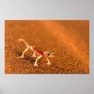 Palmatogecko On Sand Dune, Swakpomund, Erongo Poster
