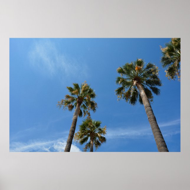 Palmen mit blauem Himmel Poster (Front)