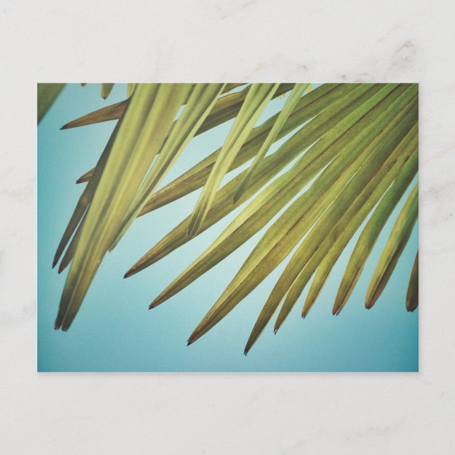 Palmenwedel am Sommerhimmel Postcard (Front)