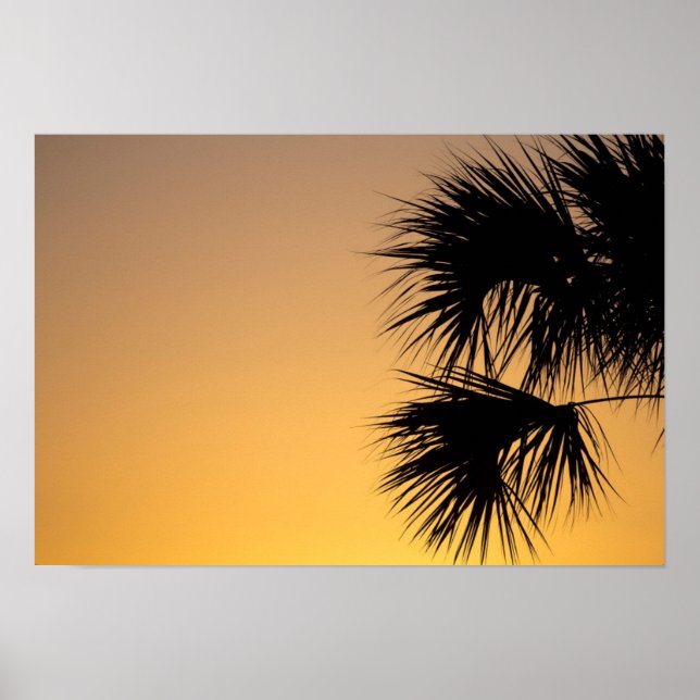 Palmetto tree, sunrise, Florida Poster (Front)