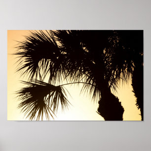 Palmetto tree, sunrise, Florida Poster
