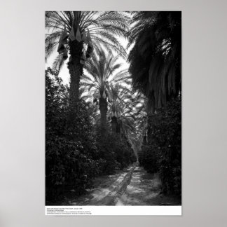 Palms and Orange Trees Near Desert, 1966 Poster