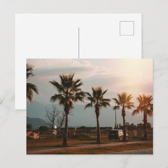 Palms in Batumi Georgia Postcard (Front/Back)