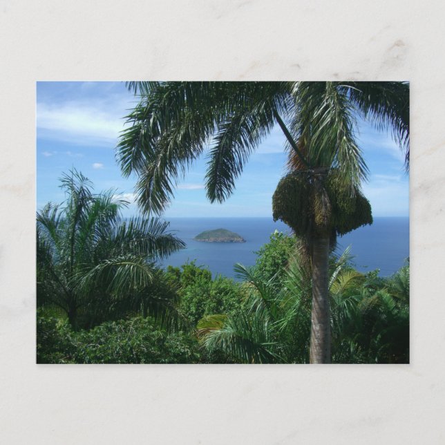 Palms Postcard (Front)
