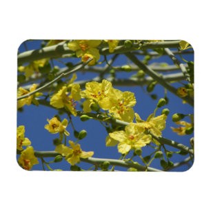 Palo Verde Blooms Magnet