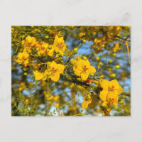 Palo Verde Blossoms in Spring