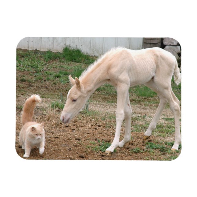Palomino Baby Horse and Barn Cat Magnet (Horizontal)