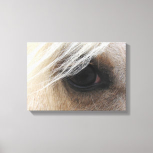 Palomino Canvas Print