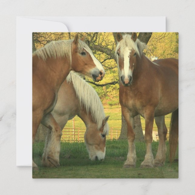 Palomino Draught Horses Invitation (Front)