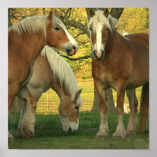Palomino Draught Horses Poster (Front)
