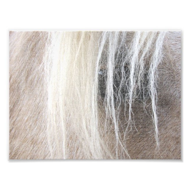 Palomino Faux Canvas Photo Print (Front)