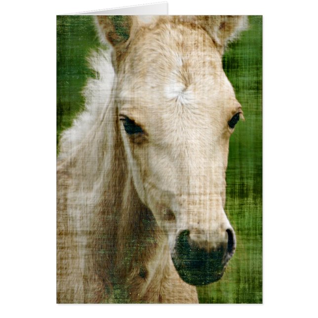 Palomino Foal (Front)