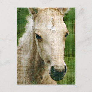 Palomino Foal Postcard