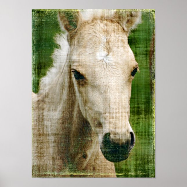 Palomino Foal Poster (Front)