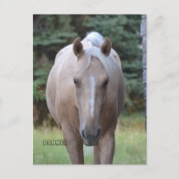 Palomino Gelding Banner  Post card