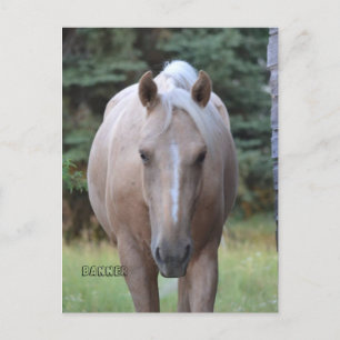 Palomino Gelding Banner  Post card