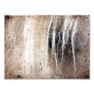 Palomino Grunge Photo Print