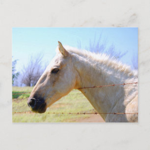 Palomino Horse at Fence Postcard
