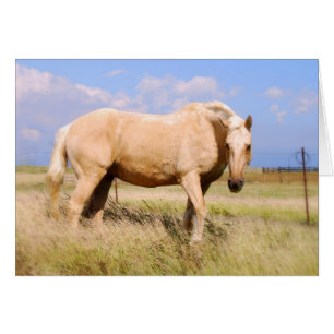 Palomino Horse Card