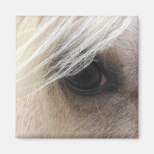 Palomino Horse Eye Magnet