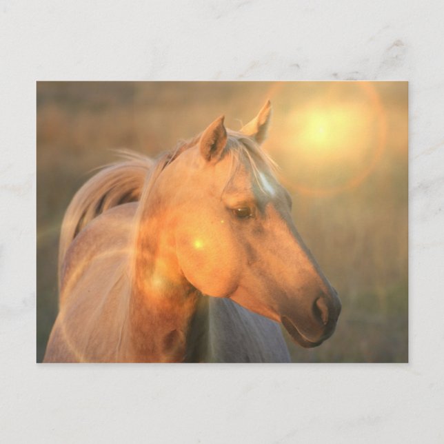Palomino Horse in Light Postcard (Front)