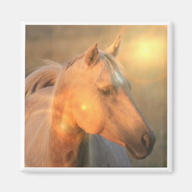 Palomino Horse in Light Square Magnet (Front)
