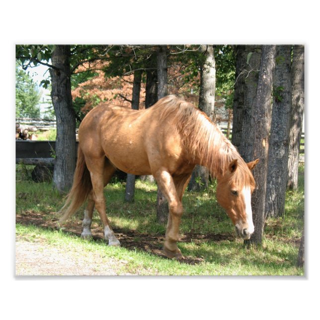 Palomino Horse Photo Print (Front)