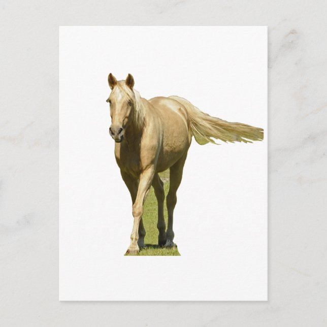 Palomino Horse Postcard (Front)