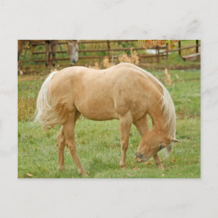 Palomino Horse Postcard