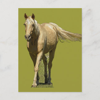 Palomino Horse Postcard