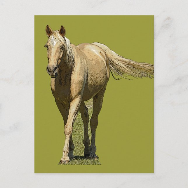 Palomino Horse Postcard (Front)