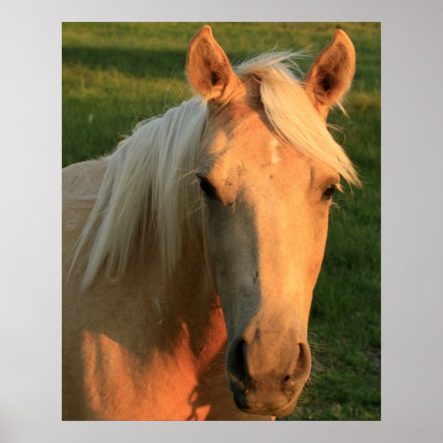 Palomino horse poster (Front)