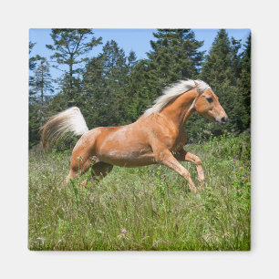 Palomino Horse Running through a Meadow Magnet