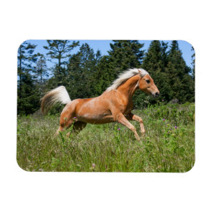 Palomino Horse Running through a Meadow Magnet