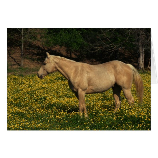 Palomino in Yellow Flowers (Front Horizontal)