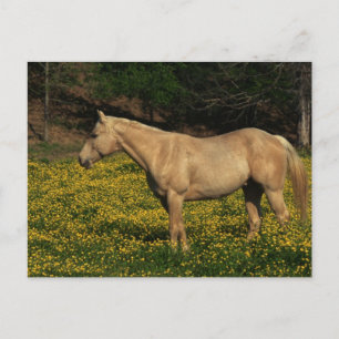 Palomino in Yellow Flowers Postcard
