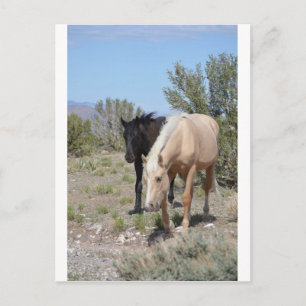 Palomino Mustang Postcard
