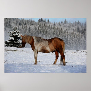 Palomino Paint Horse and Snow Equine Photo Poster
