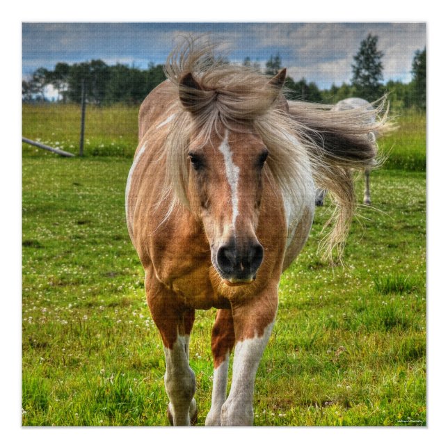Palomino Paint Horse & Field Photo Poster (Front)