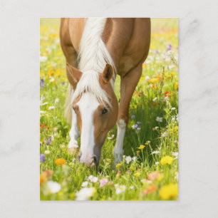 Palomino Paint horse in the wildflower meadow Postcard